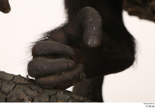 Chimpanzee Bonobo foot 0004.jpg